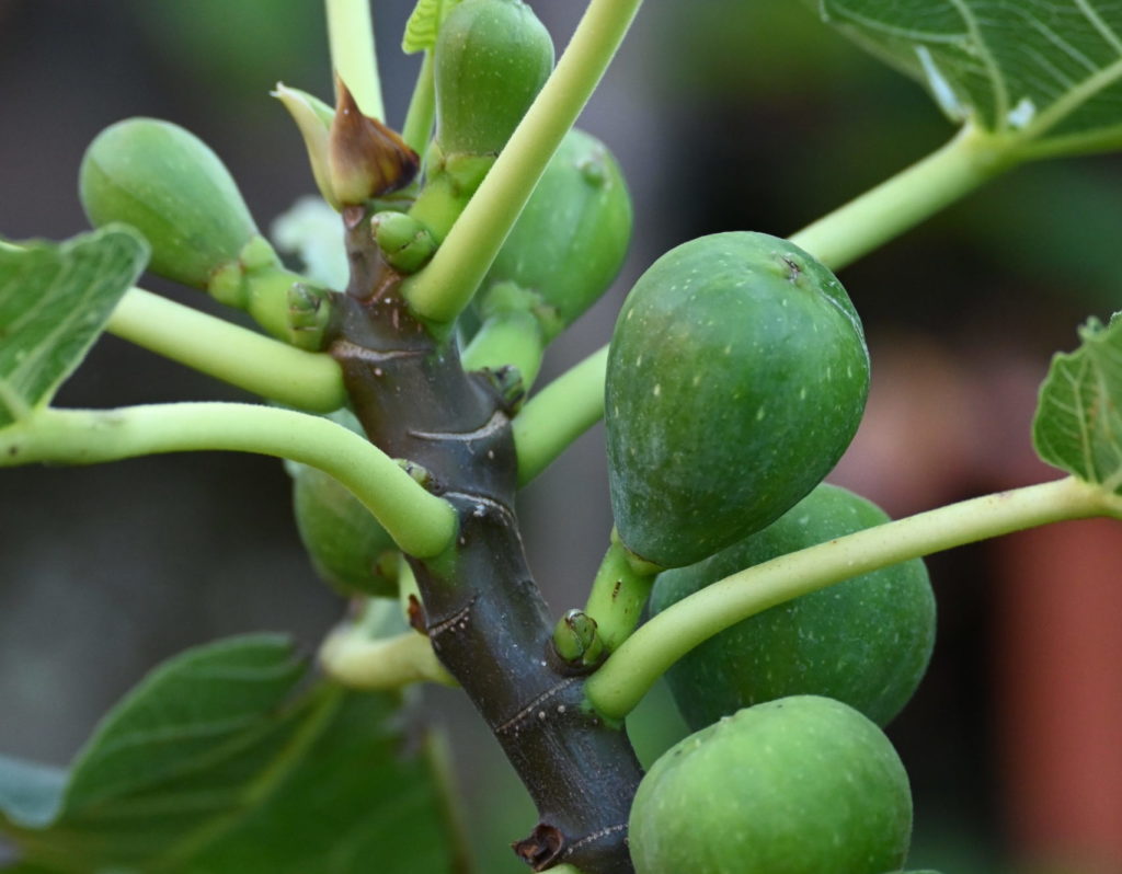 Feigenbäume (Ficus carica)