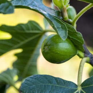 Frisch getopfte Nachzuchten – Schnell zu seltenen Feigensorten