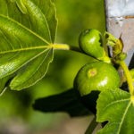 BVO_1169