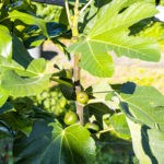 Feigensorten oder Feigen-MischMasch? 5 BVO_1174