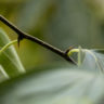 Seidenraupenbaum (Cudrania tricuspidata)
