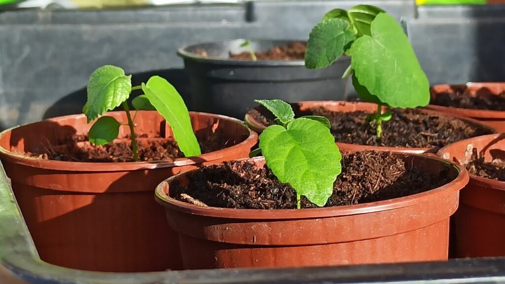 Feigenbaum Sämlinge pikieren | Feigenbaum aus Samen – Update Feigenbäume Ficus carica