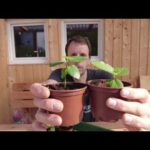 Feigenbäume 1 Monat nachdem pikieren | Feigenbaum aus Samen - Update Feigenbäume Ficus carica 4 Feigenbäume 1 Monat nachdem pikieren | Feigenbaum aus Samen – Update Feigenbäume Ficus carica