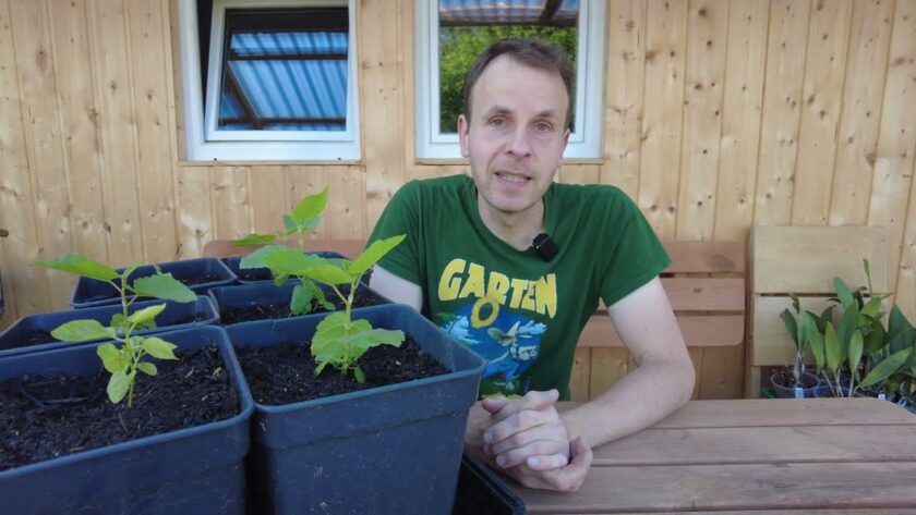 Feigenjungpflanzen entwickeln sich prächtig – Feigenbaum aus Samen – Update Feigenbäume Ficus carica