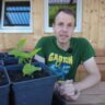 Feigenjungpflanzen entwickeln sich prächtig – Feigenbaum aus Samen – Update Feigenbäume Ficus carica