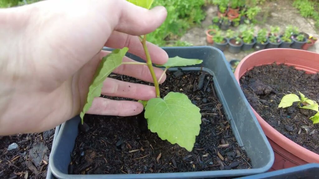 Feigenbaum aus Samen – Update Feigenbäume Ficus carica