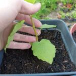 Feigenbaum aus Samen – Update Feigenbäume Ficus carica