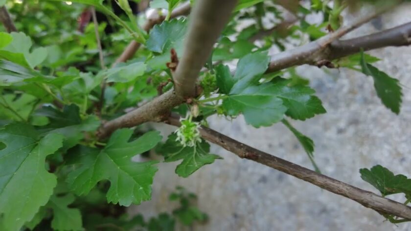 Maulbeerbaum (Morus alba) – Nach 3 Jahren erste Früchte