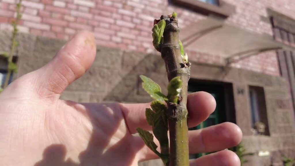 Die beste Feigensorte für den Rems-Murr-Kreis? Feigenbaum Jannot oder Madeleine de deux Saison