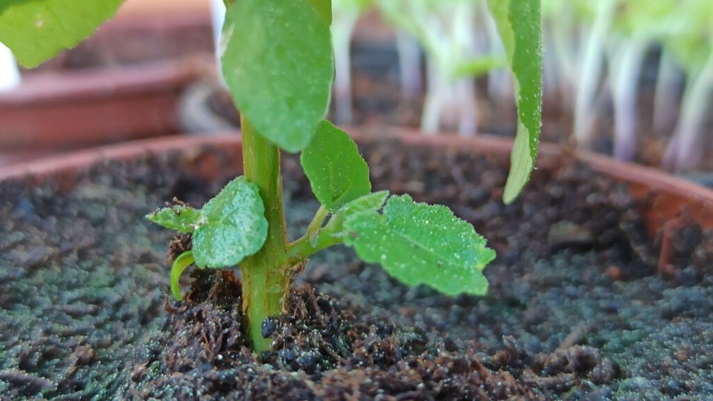 Feigen Sämlinge bilden Seitentriebe – Feigenbaum aus Samen – Update Feigenbäume Ficus carica