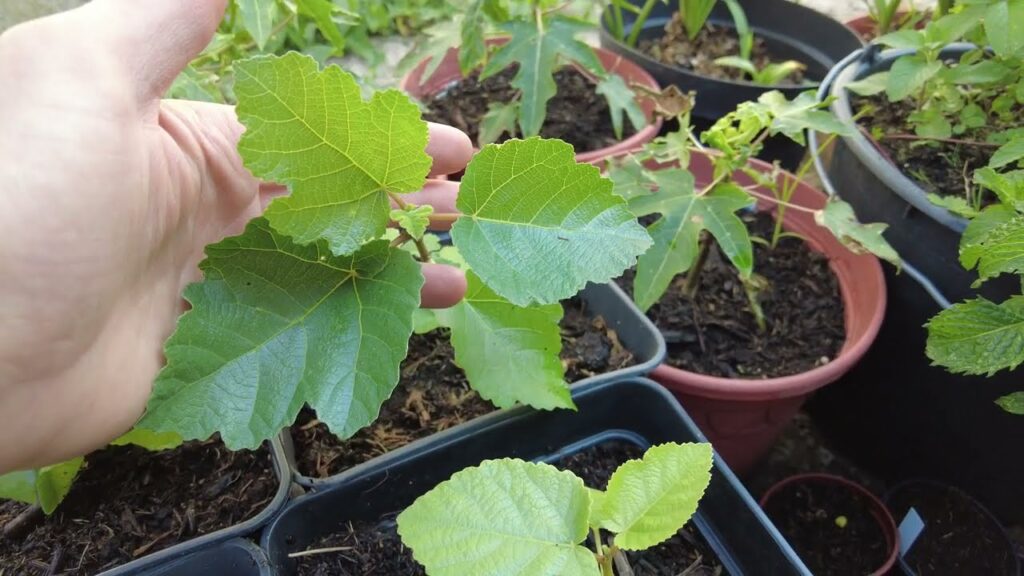 Feigenbaum aus Samen – Update Feigenbäume Ficus carica – Mitte Juni 2022