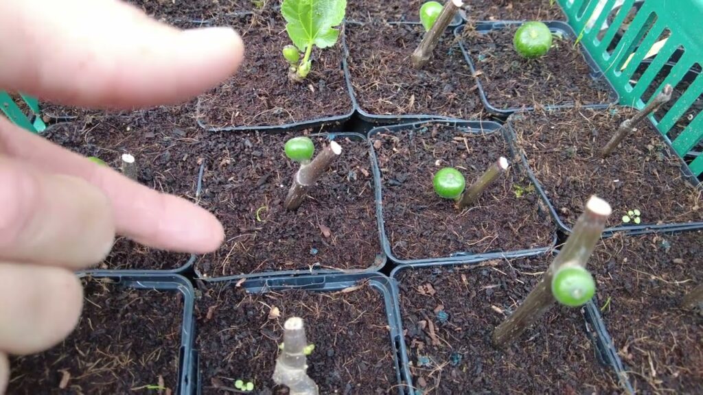 Wann machen Feigenstecklinge die ersten Früchte? am Beispiel Madeleine des deux Saisons