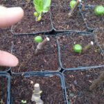 Wann machen Feigenstecklinge die ersten Früchte? am Beispiel Madeleine des deux Saisons 6 Wann machen Feigenstecklinge die ersten Früchte? am Beispiel Madeleine des deux Saisons