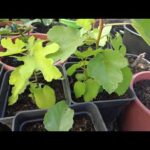 Feigenbaum aus Samen - Update Feigenbäume Ficus carica - Mitte Juli 2022 5 Feigenbaum aus Samen – Update Feigenbäume Ficus carica – Mitte Juli 2022
