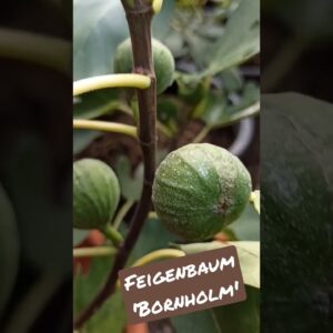 Ficus carica “Bornholm”