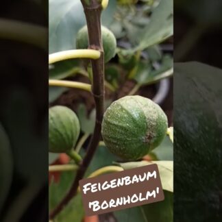 Ficus carica “Bornholm” – Winterharte Feigensorte aus Dänemark mit süßen Früchten