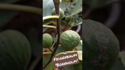 Ficus carica “Bornholm” – Winterharte Feigensorte aus Dänemark mit süßen Früchten