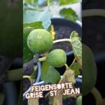 Feigenbaum ‚grise St. Jean‘