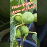 Feigensorte „Ravin de Calce“ 5 Feigensorte „Ravin de Calce“