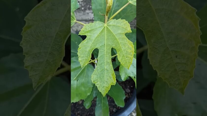 fig leaf varieties – Feigen Blätter
