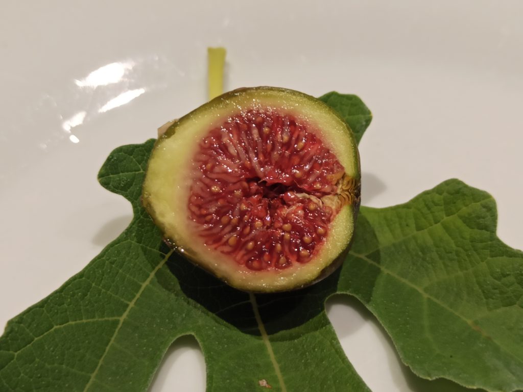 Ficus carica „Michurinska-10“