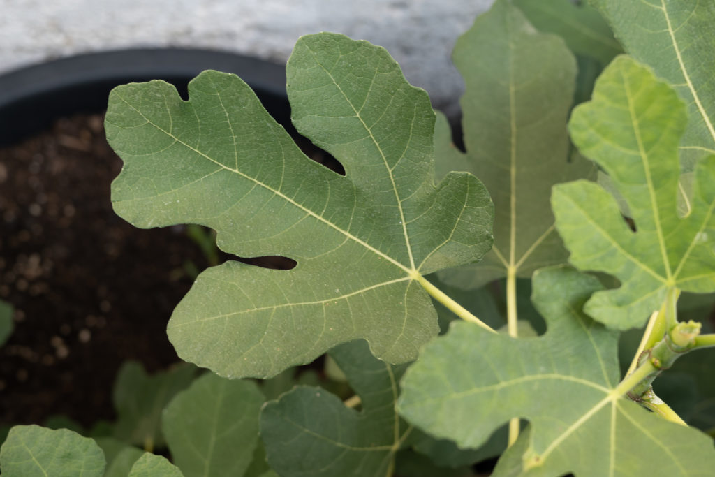 Ficus carica Brogiotto Nero North