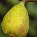 Cropped bvo 4216.jpg