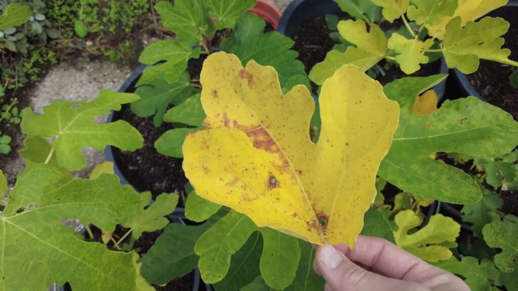 Die besten Feigen Tipps für Herbst/Winter