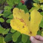Die besten Feigen Tipps für Herbst/Winter