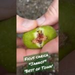 Ficus Carica ‚jannot‘