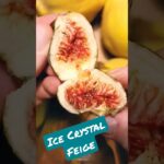 Ice Crystal Feige