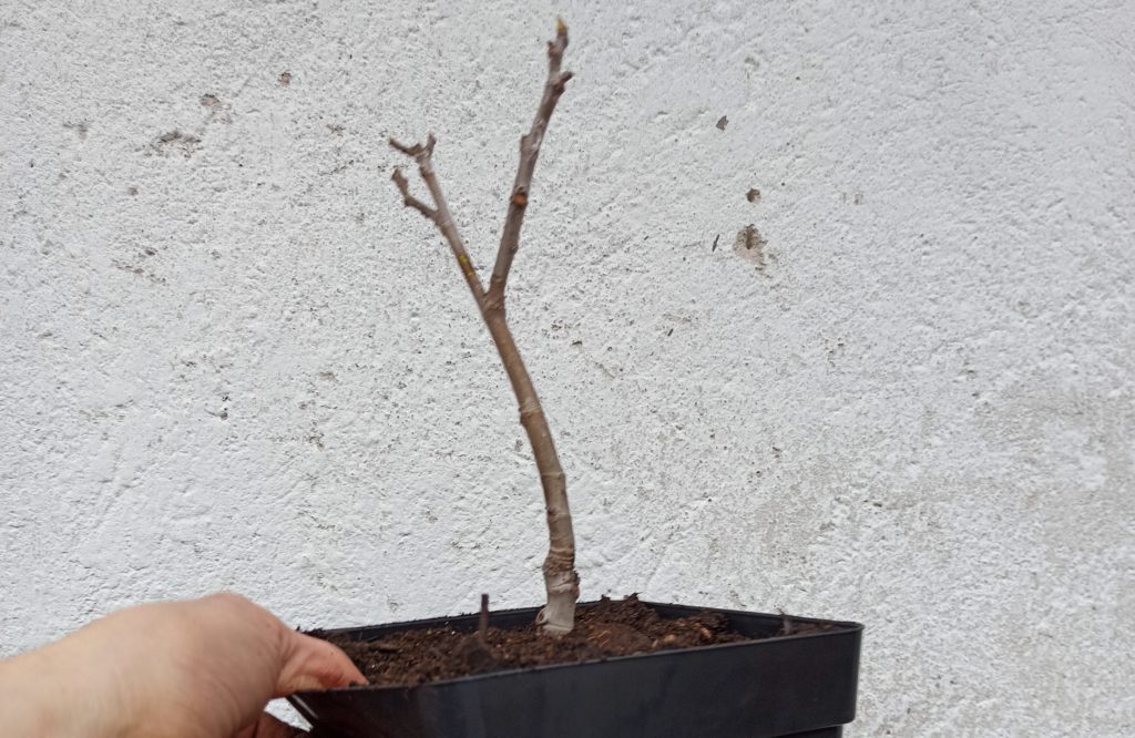 Heute frisch umgetopft Ficus carica „Michurinska-10“