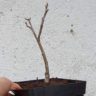 Heute frisch umgetopft Ficus carica „Michurinska-10“