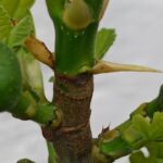 Ficus Carica „firoma“ – Stand 14.05.2023