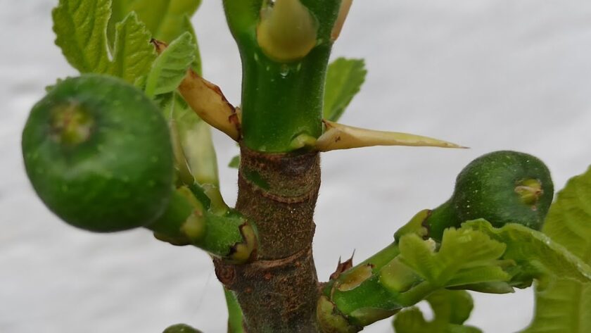 Ficus carica „Firoma“ – Stand 14.05.2023