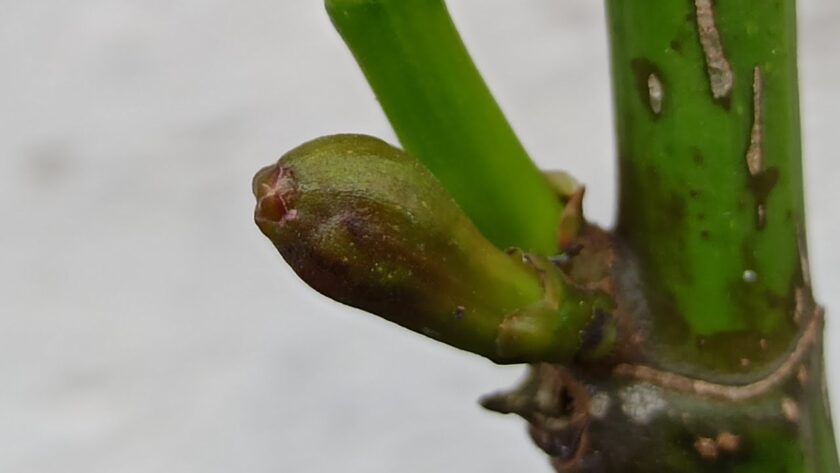 Ficus carica „Light Green Verdone“ – Stand 13.05.2023