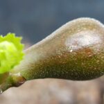Ficus carica „Black Ishia“ – Stand 12.05.2023