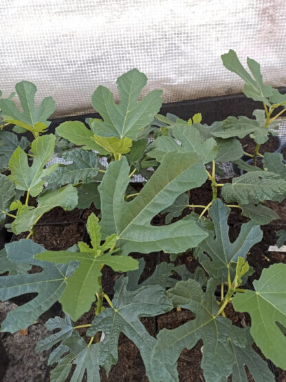 Ficus carica “Michurinska-10” – Die extrem winterharte Feigensorte aus Bulgarien – Bild 10