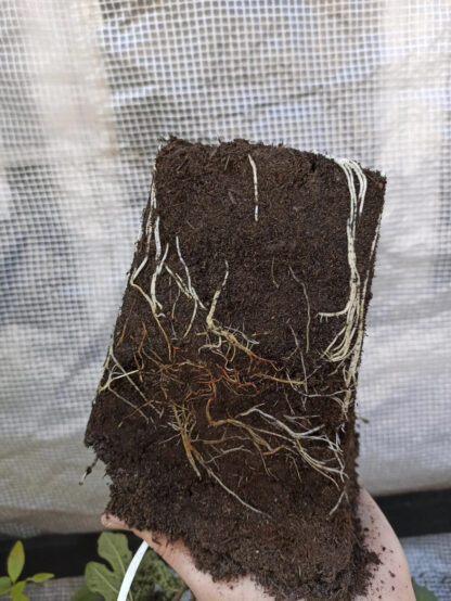 Ficus carica “Michurinska-10” – Die extrem winterharte Feigensorte aus Bulgarien – Bild 16
