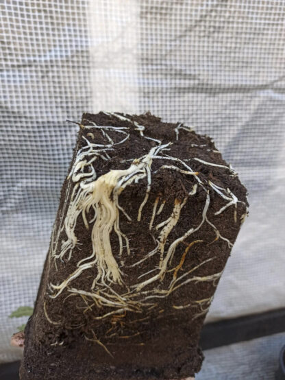 Ficus carica “Michurinska-10” – Die extrem winterharte Feigensorte aus Bulgarien – Bild 17