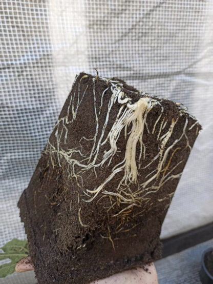 Ficus carica “Michurinska-10” – Die extrem winterharte Feigensorte aus Bulgarien – Bild 12