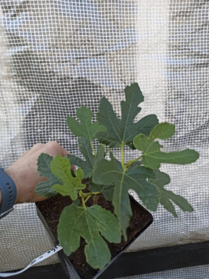 Ficus carica “Michurinska-10” – Die extrem winterharte Feigensorte aus Bulgarien – Bild 14