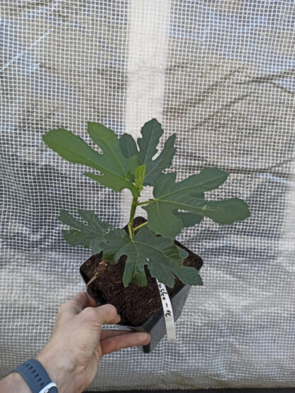Ficus carica “Michurinska-10” – Die extrem winterharte Feigensorte aus Bulgarien – Bild 15