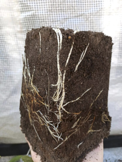 Ficus carica “Michurinska-10” – Die extrem winterharte Feigensorte aus Bulgarien – Bild 13
