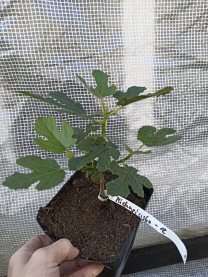 Ficus carica “Michurinska-10” – Die extrem winterharte Feigensorte aus Bulgarien – Bild 11
