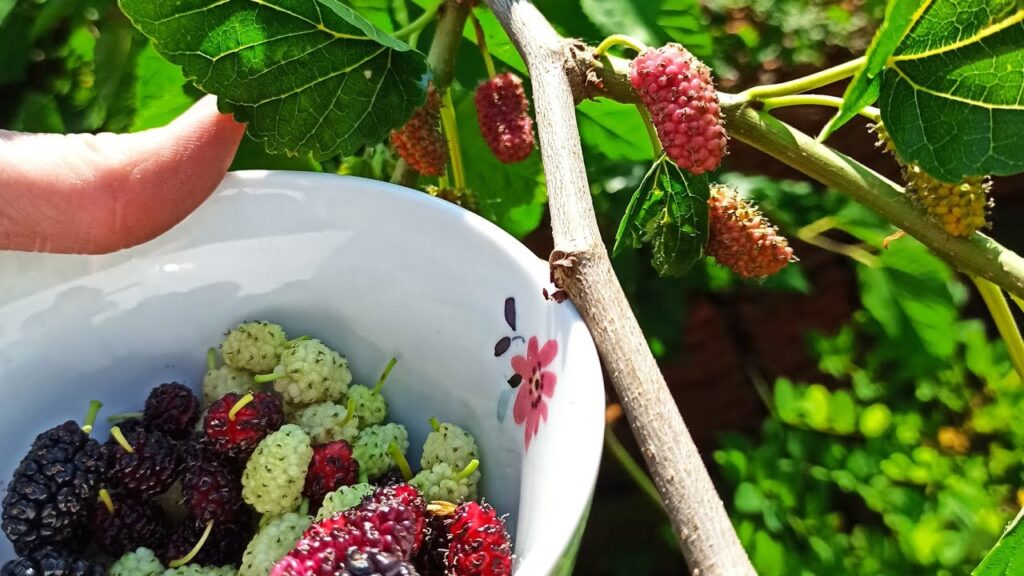 Maulbeerbaum Update: Erfolgreiche Früchteernte nach 4 Jahren