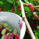 Maulbeerbaum Update: Erfolgreiche Früchteernte Nach 4 Jahren