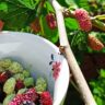 Maulbeerbaum Update: Erfolgreiche Früchteernte nach 4 Jahren