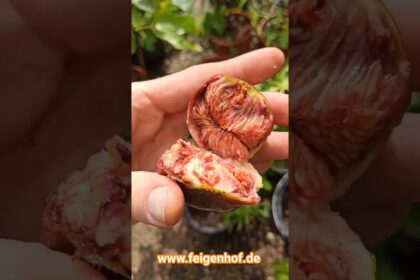 Feige „Francesca“ www.feigenhof.de #feigenpflege #ficusscarica #feigenernte