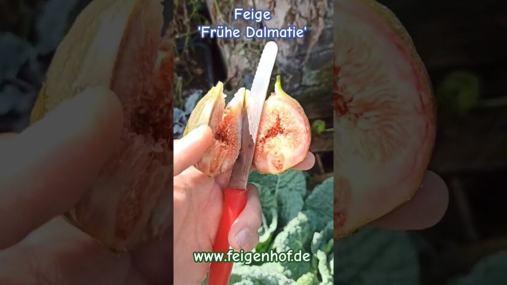 Feige ‘Frühe Dalmatie’ #ficusscarica #feigenpflege #feigenernte